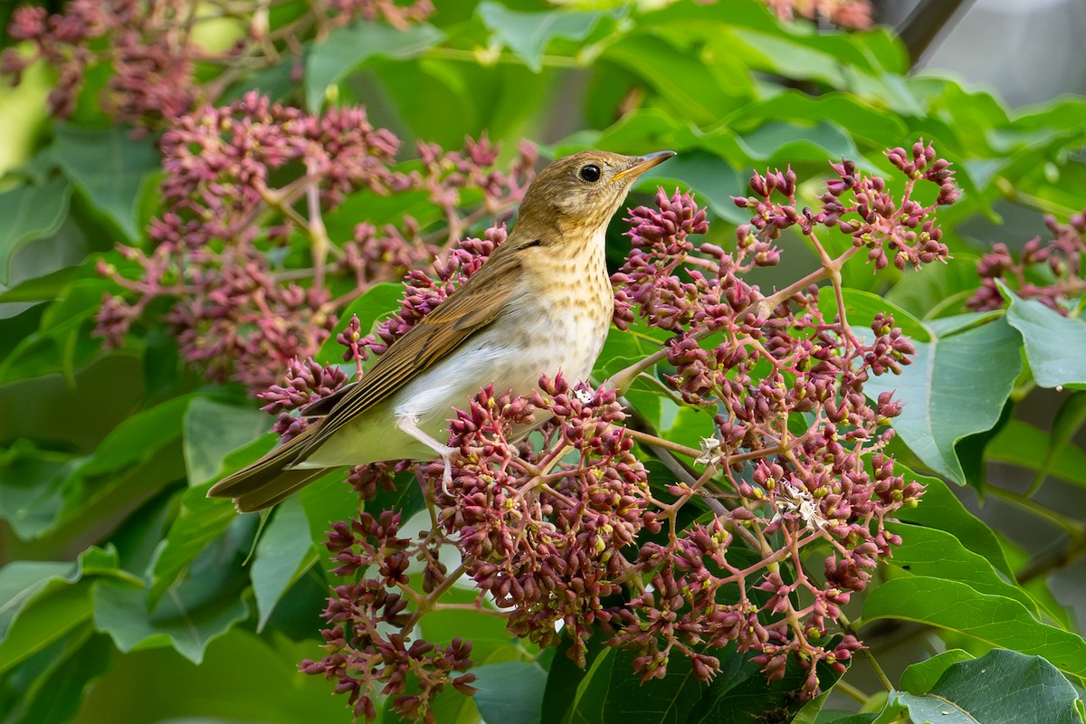 Veery - ML642767571