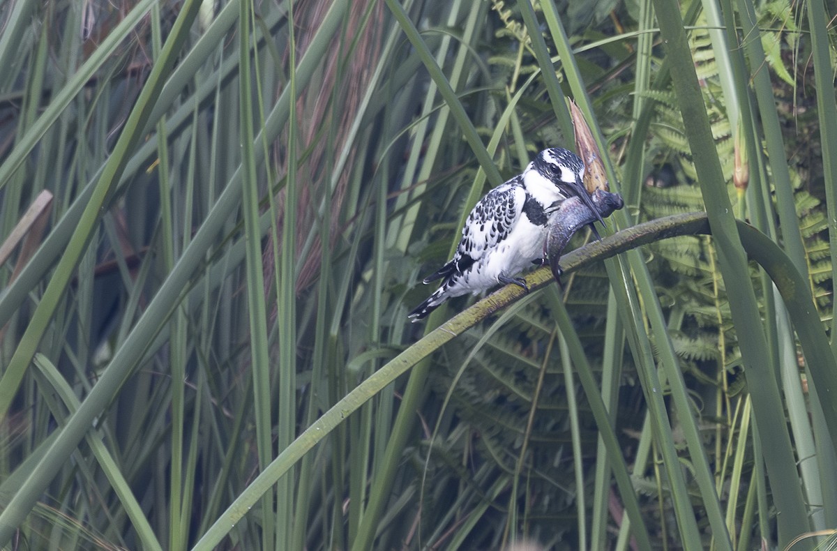 Pied Kingfisher - ML642767586