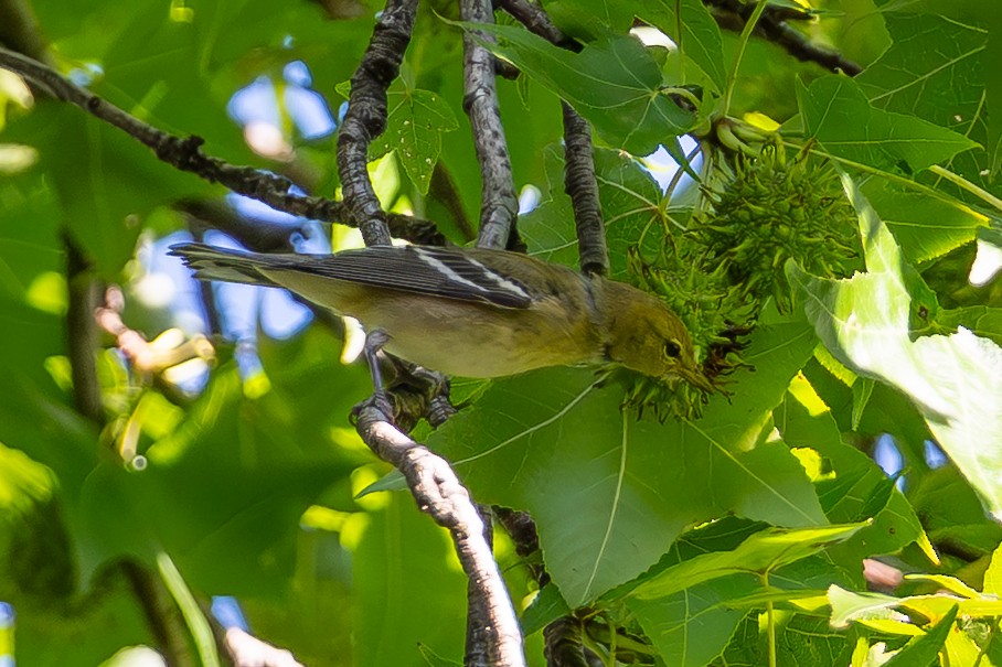 Bay-breasted Warbler - ML642767594