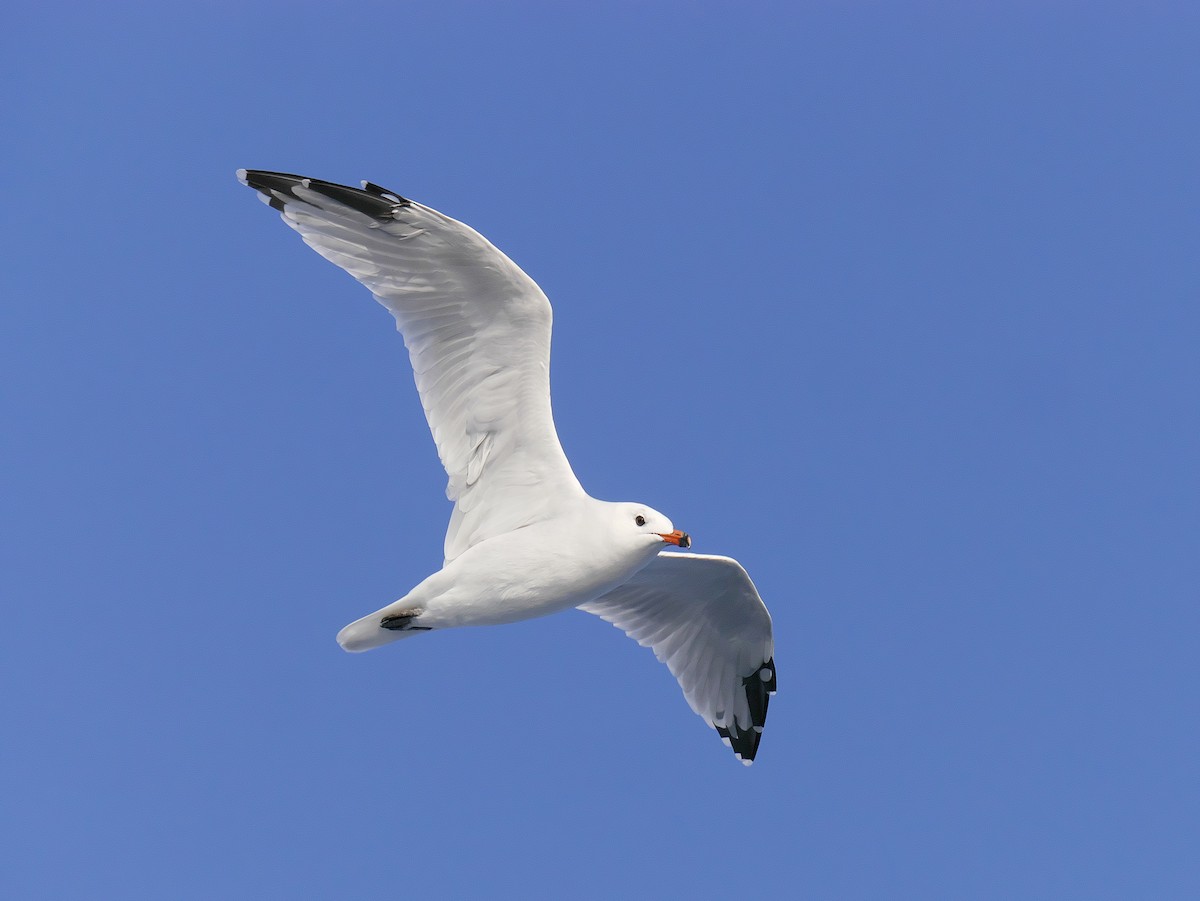 Gabbiano corso - ML642767621