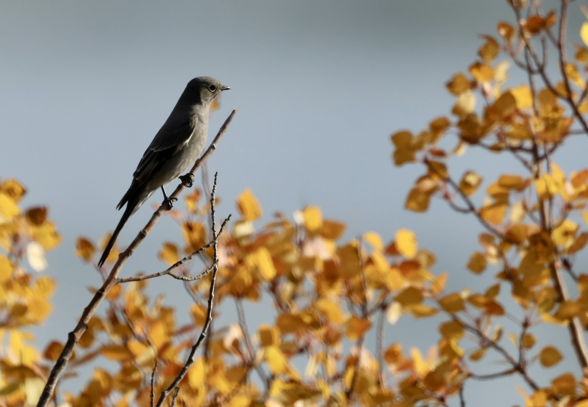 Townsend's Solitaire - ML642767625