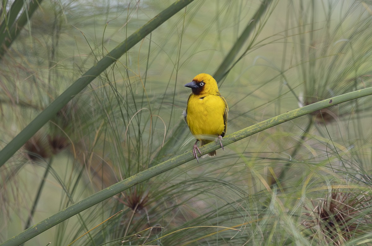 Northern Brown-throated Weaver - ML642767627