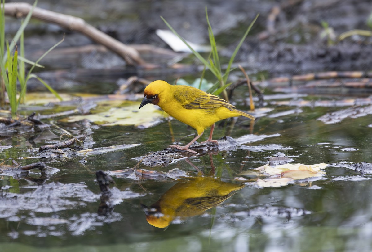 Northern Brown-throated Weaver - ML642767628