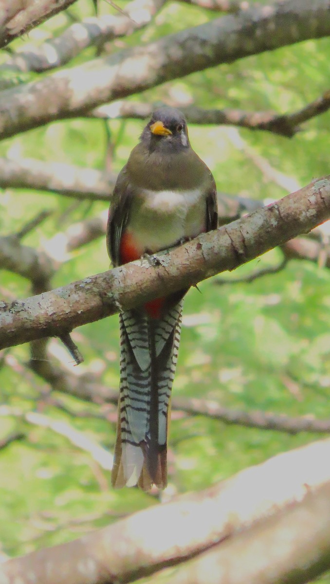 Elegant Trogon - ML642767636