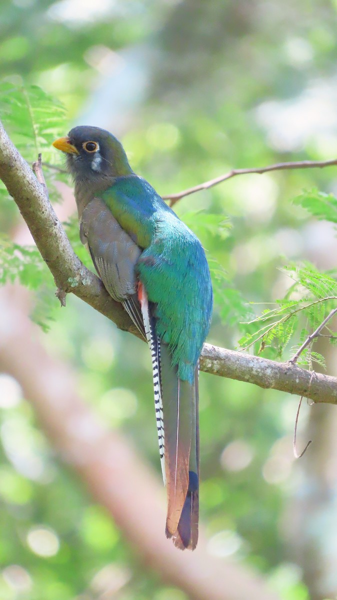 Elegant Trogon - ML642767637