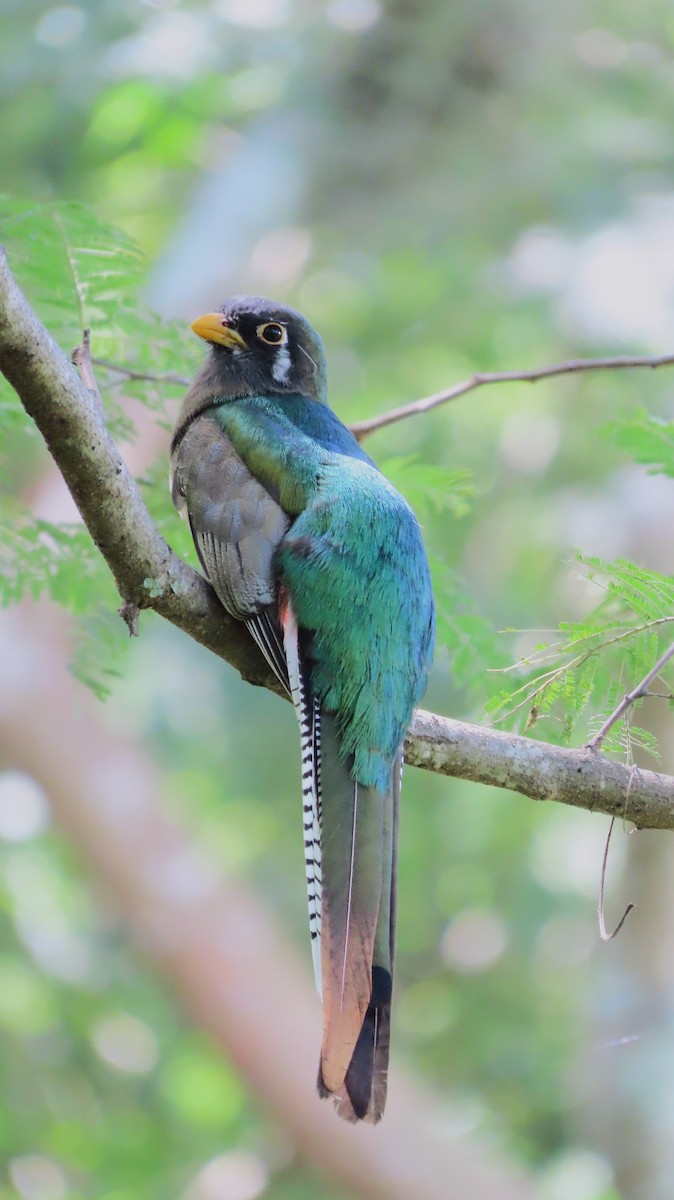 Elegant Trogon - ML642767638