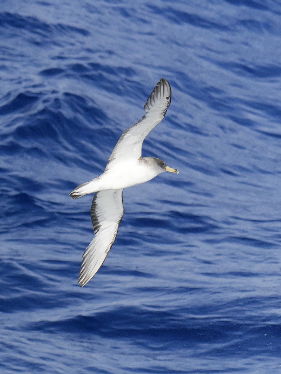 Berta maggiore - ML642767649