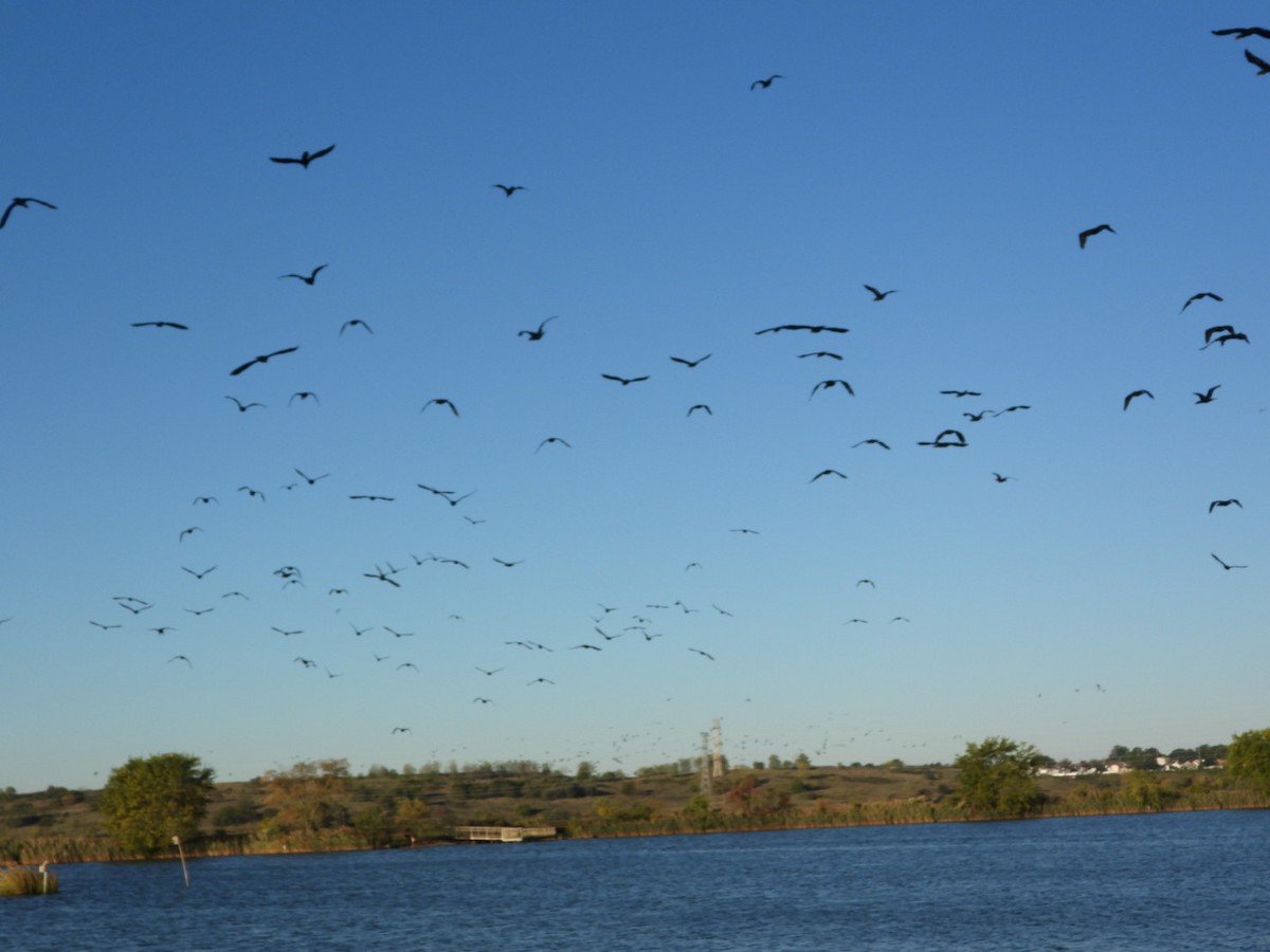 Double-crested Cormorant - ML642767671