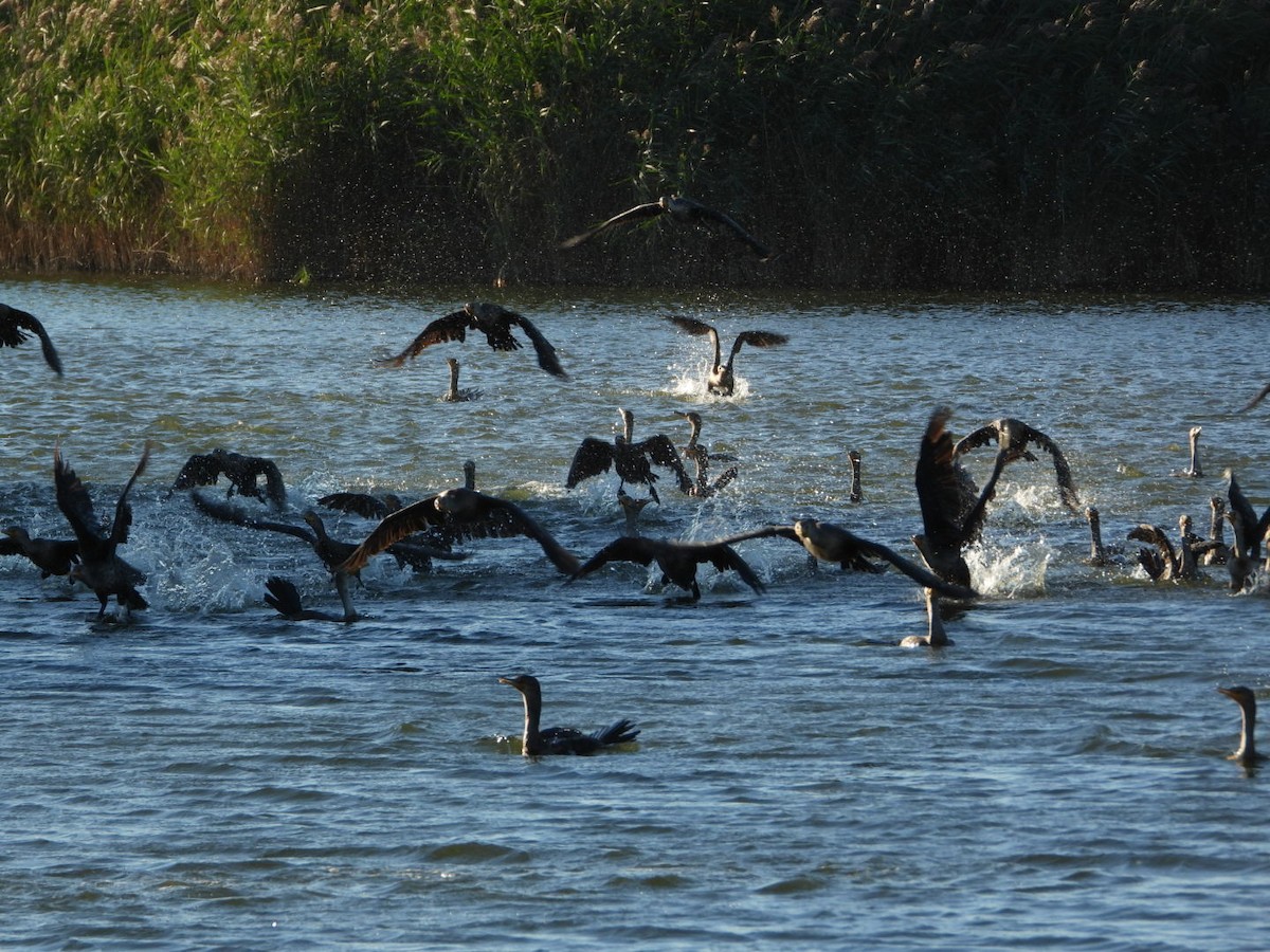 Double-crested Cormorant - ML642767672