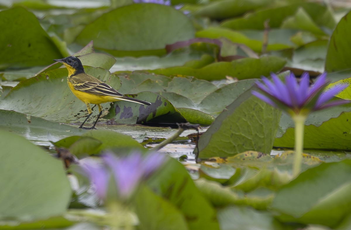Western Yellow Wagtail (flavissima/lutea) - ML642767675