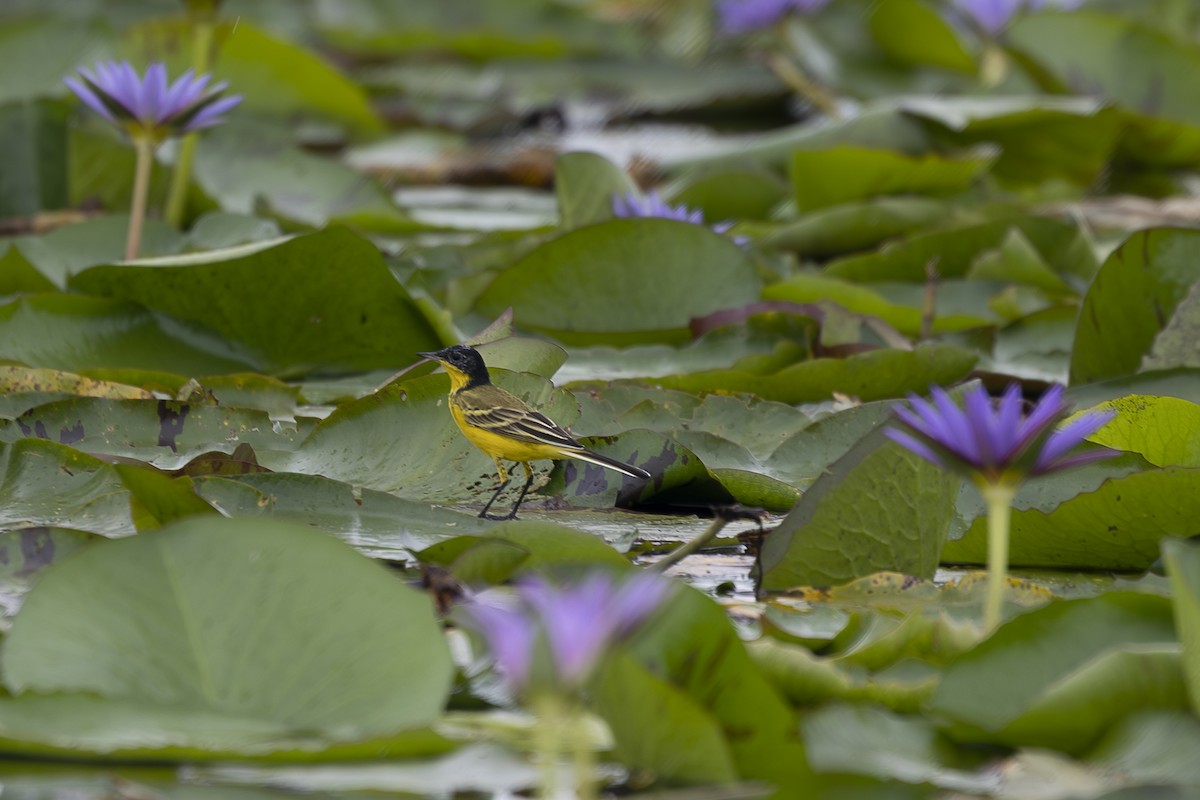 Western Yellow Wagtail (flavissima/lutea) - ML642767676