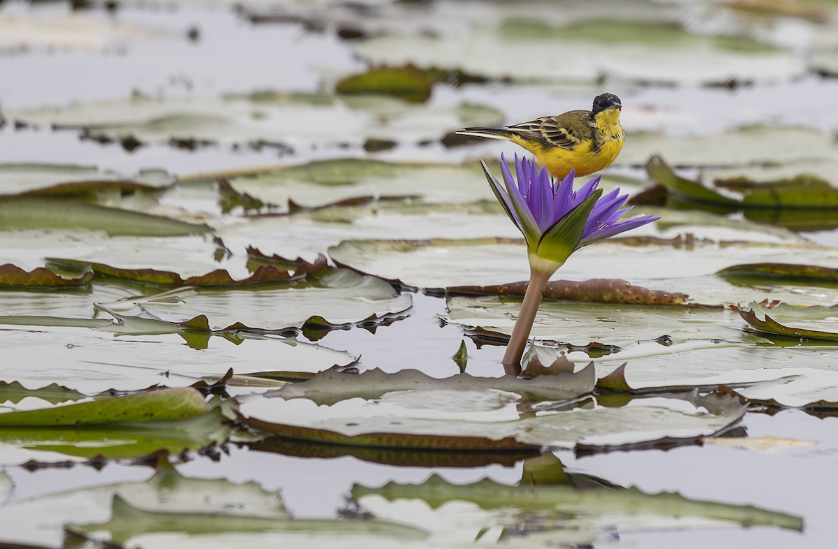 Western Yellow Wagtail (flavissima/lutea) - ML642767677