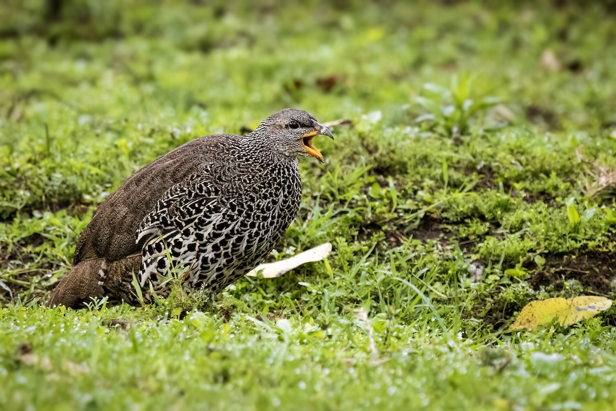 Hildebrandt's Spurfowl - ML642767691