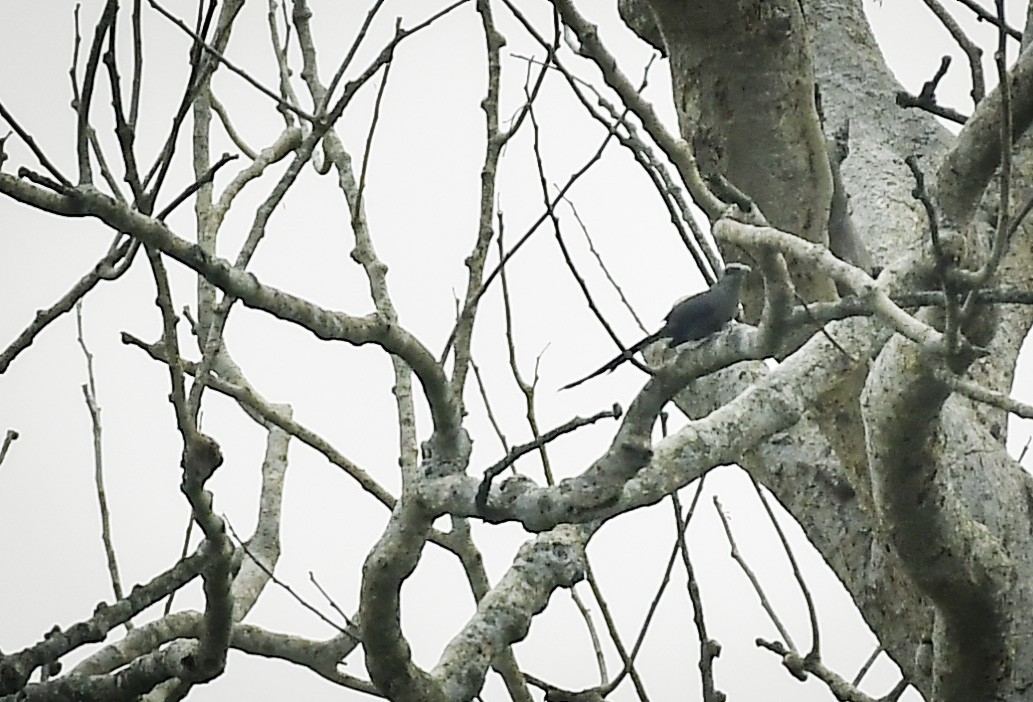 Green-billed Malkoha - ML642767692