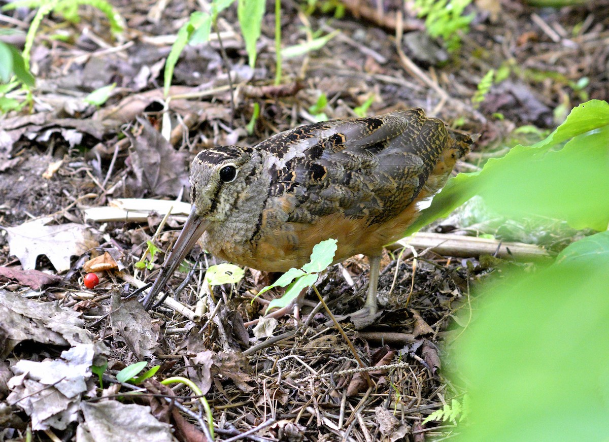 American Woodcock - ML642767718