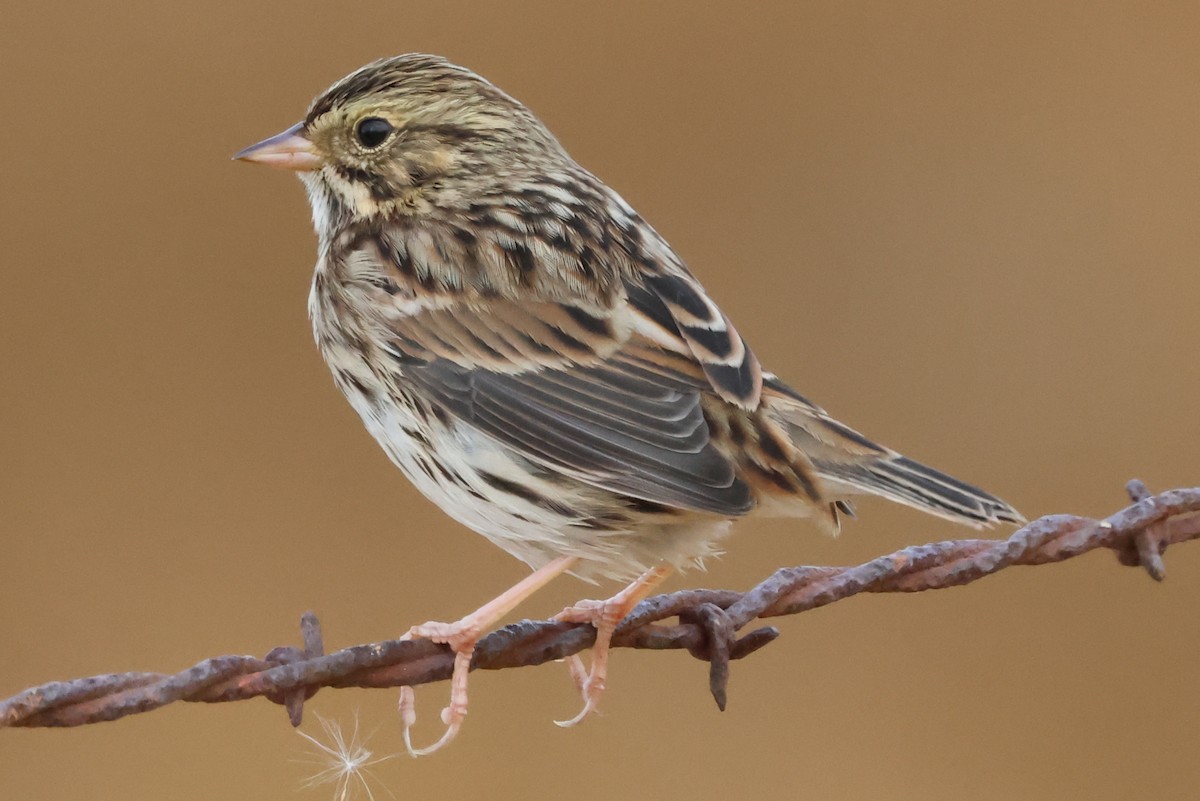 Savannah Sparrow - ML642767730