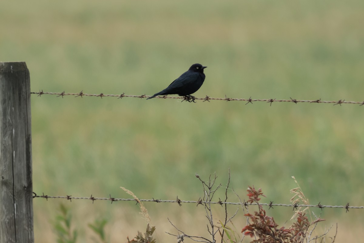 Brewer's Blackbird - ML642767741