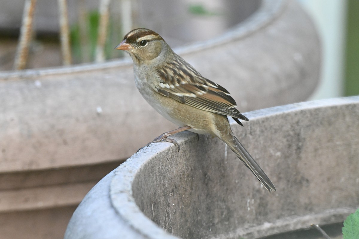 White-crowned Sparrow - ML642767742
