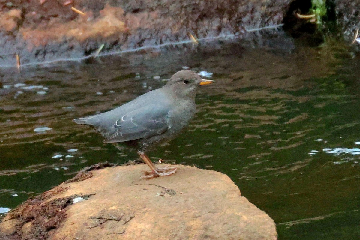 American Dipper - ML642767743