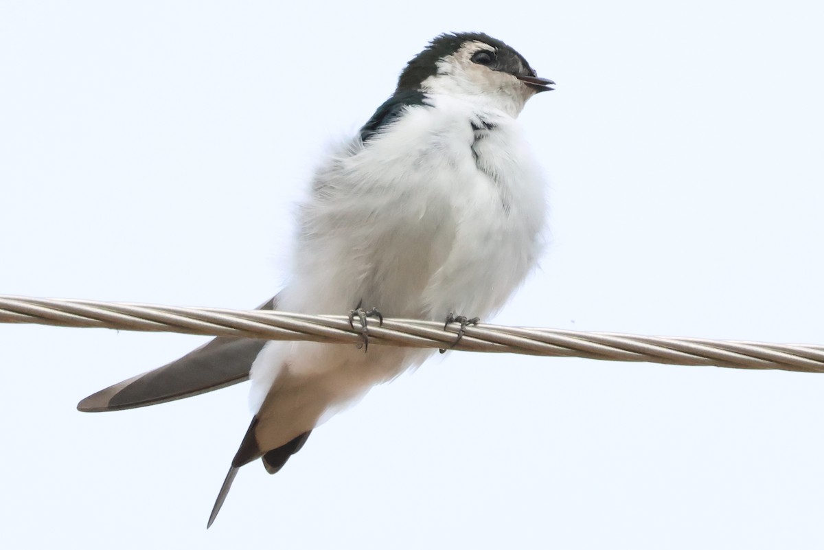 Violet-green Swallow - ML642767746