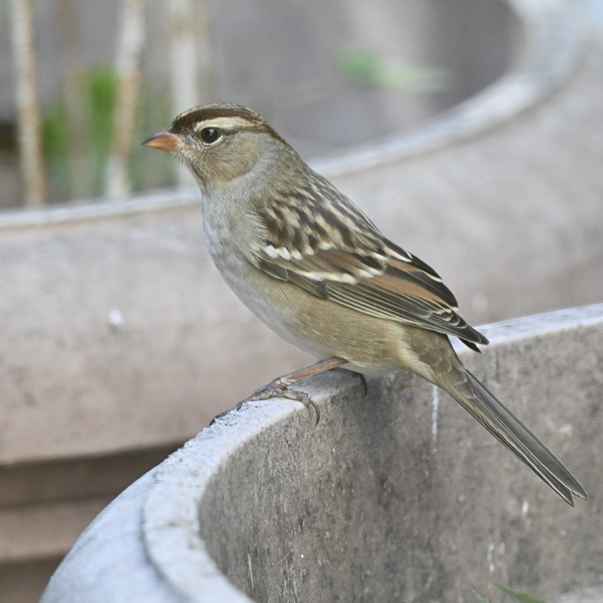 White-crowned Sparrow - ML642767750