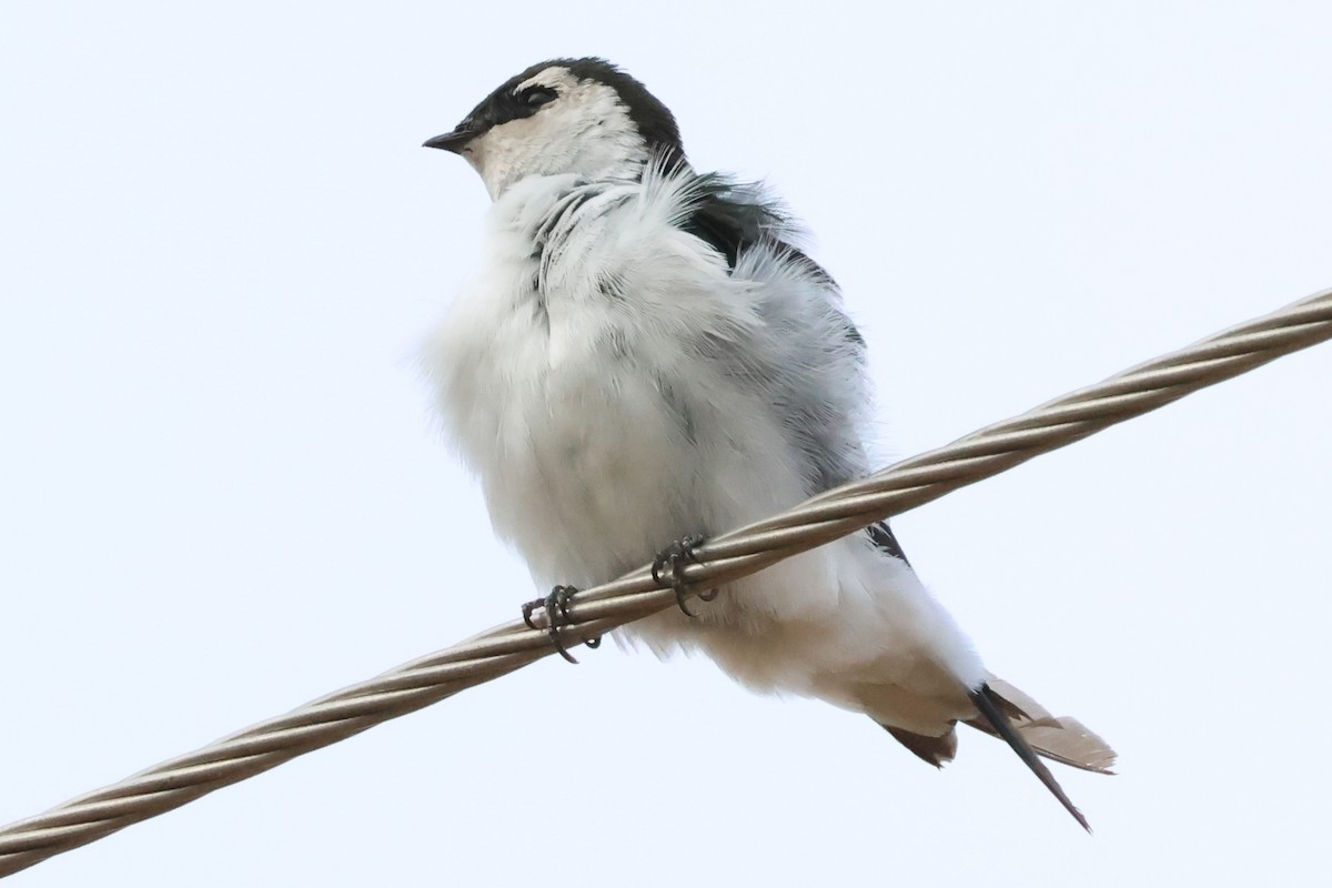 Violet-green Swallow - ML642767751