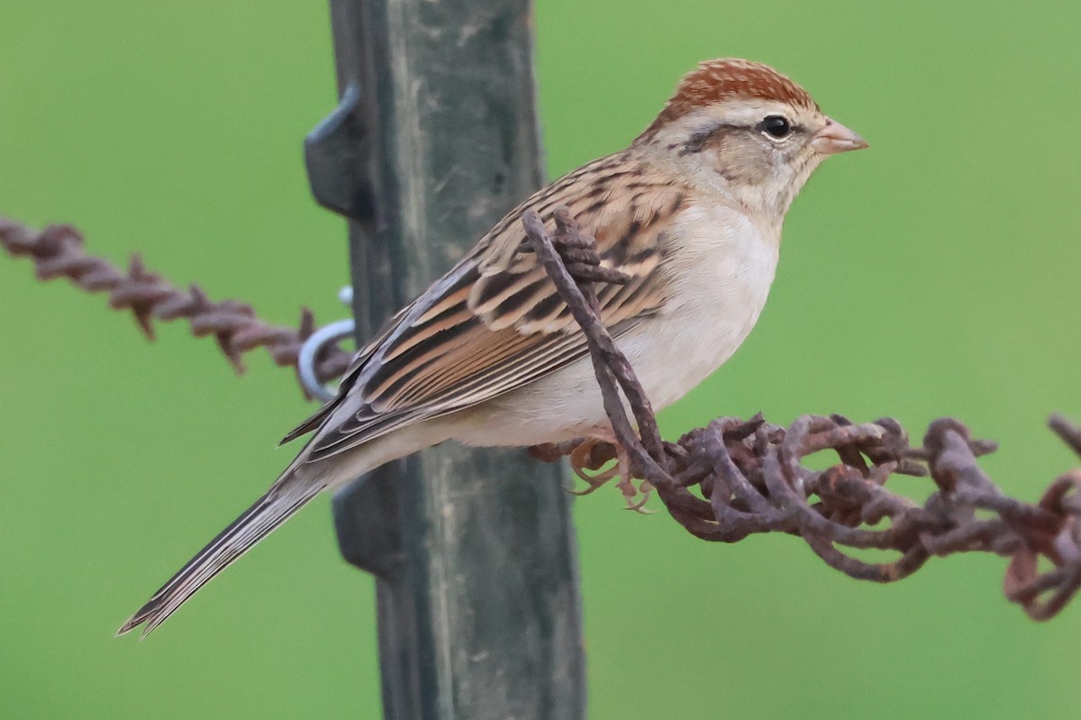 Chipping Sparrow - ML642767764