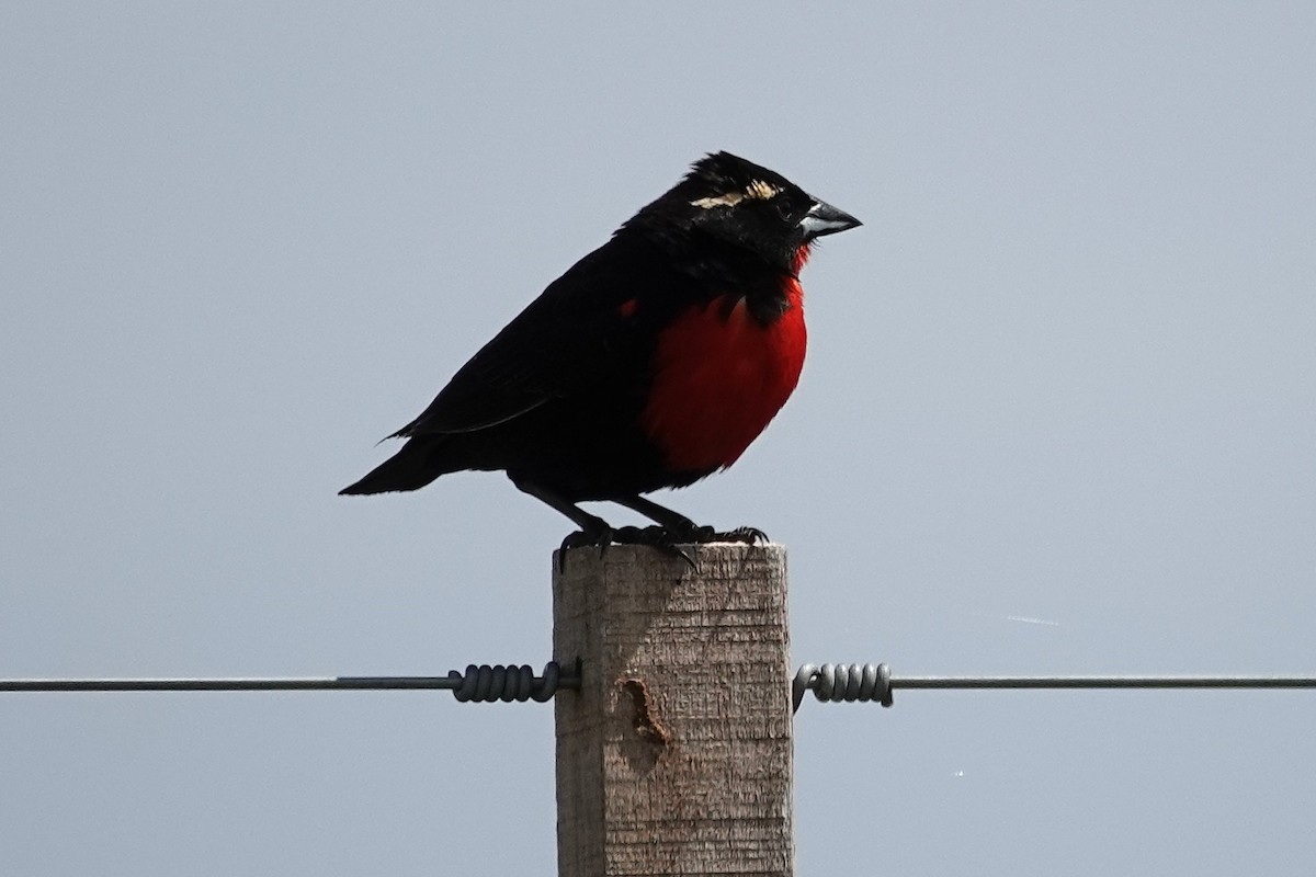 White-browed Meadowlark - ML642767768