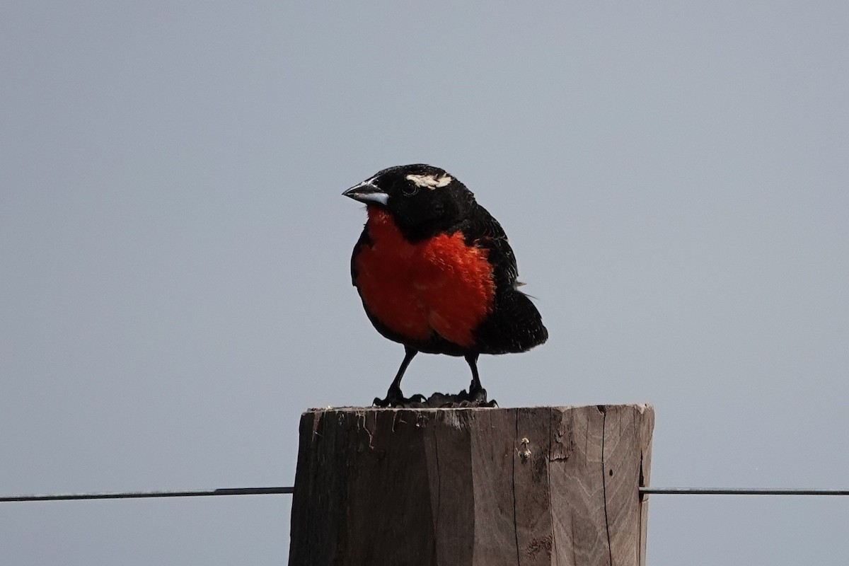 White-browed Meadowlark - ML642767769