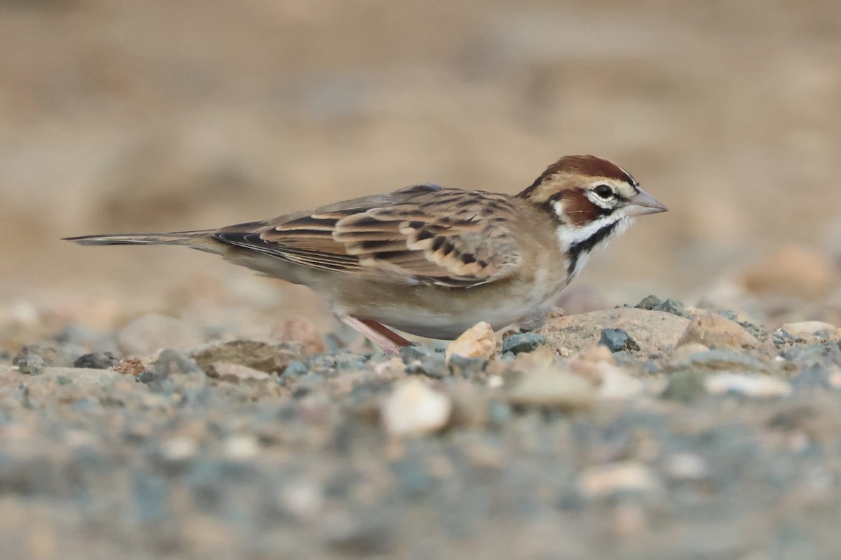 Lark Sparrow - ML642767773