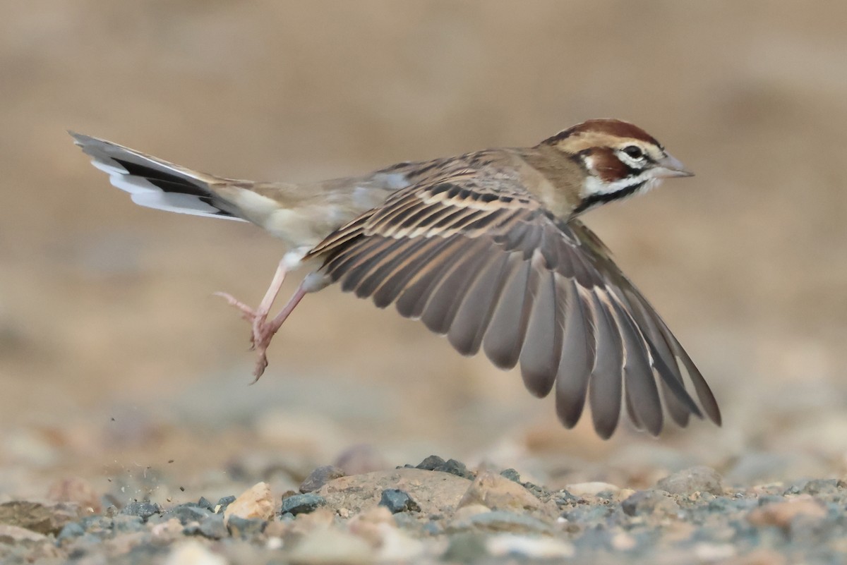 Lark Sparrow - ML642767774