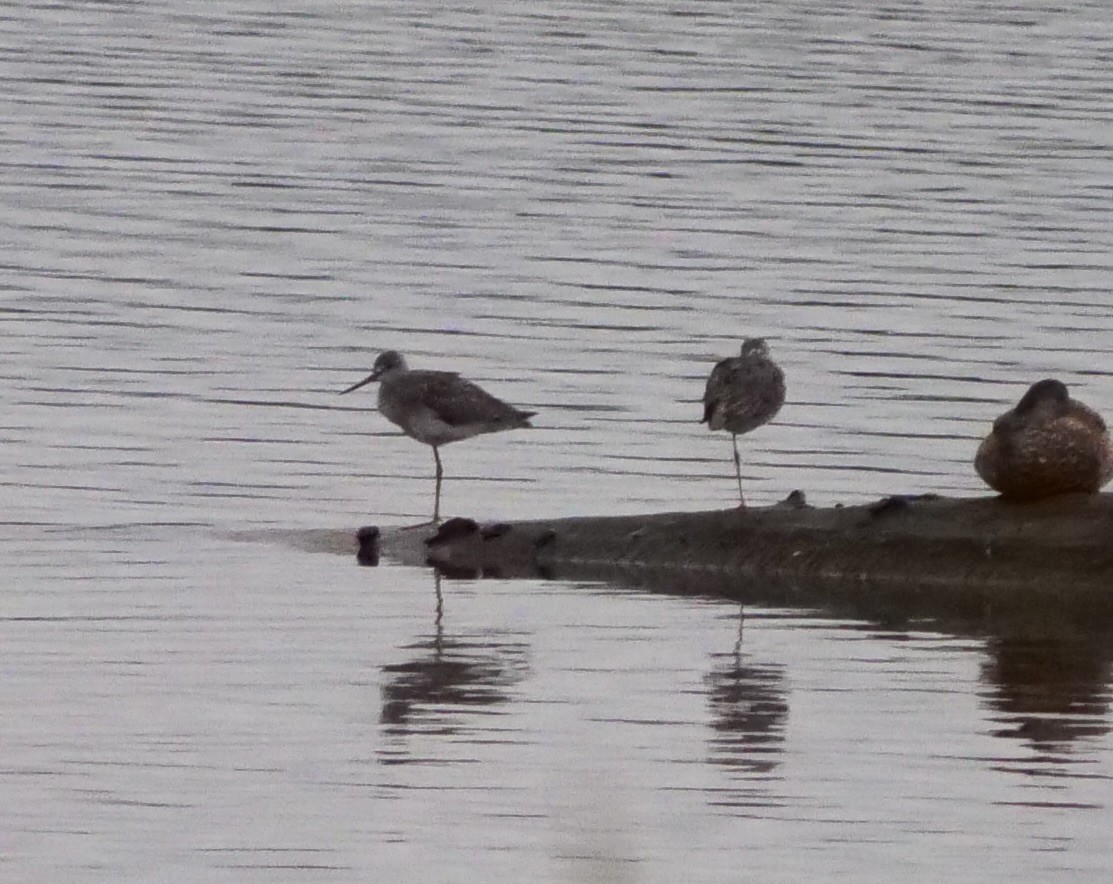 plystresnipe - ML642767784