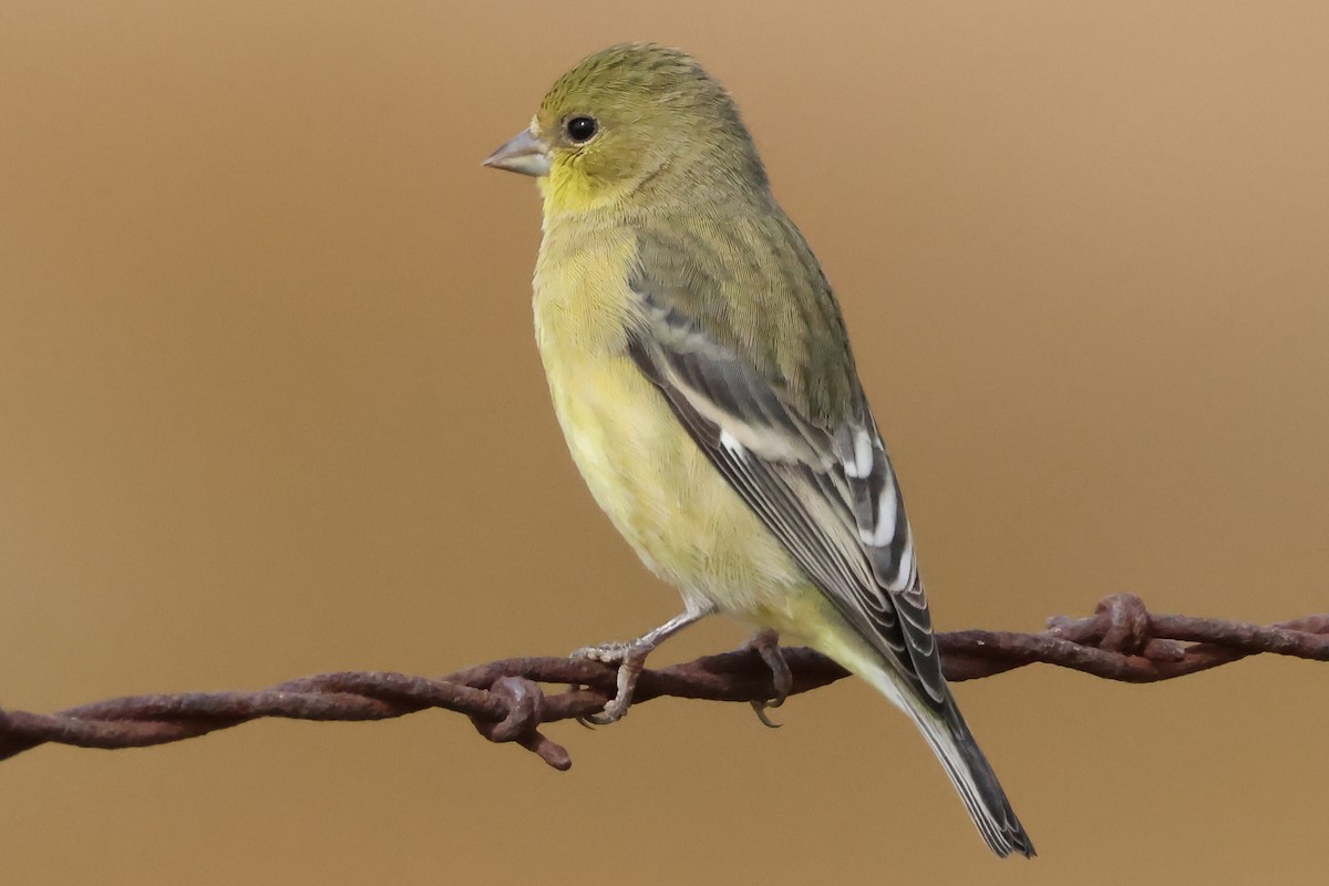 Lesser Goldfinch - ML642767786