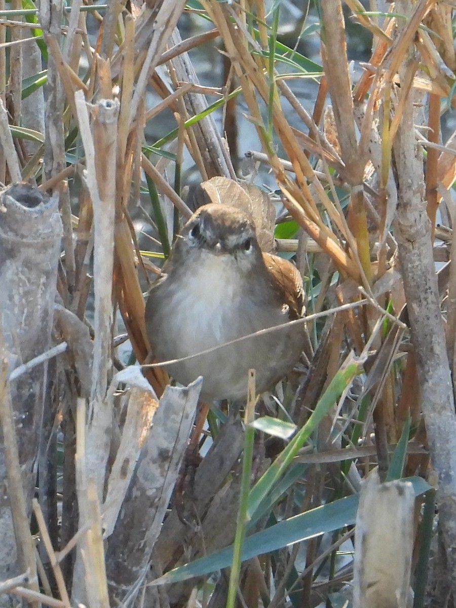 Cetti's Warbler - ML642767792