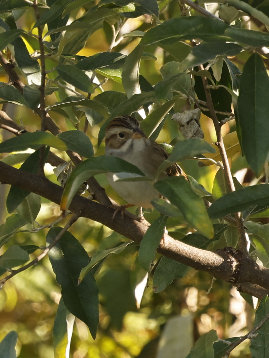 Clay-colored Sparrow - ML642767796