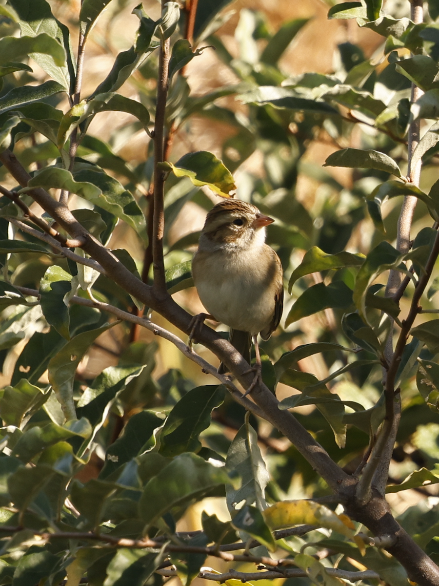 Clay-colored Sparrow - ML642767797