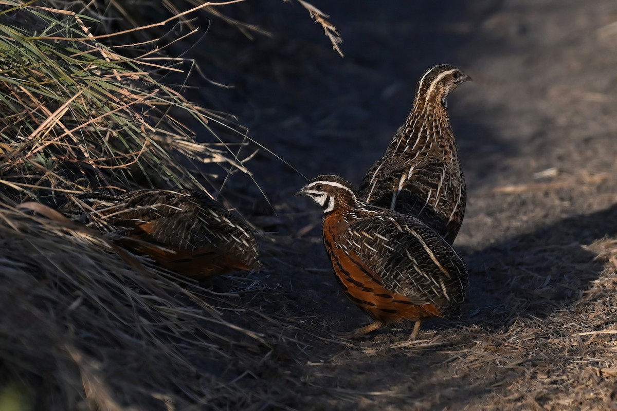 Harlequin Quail - ML642767804