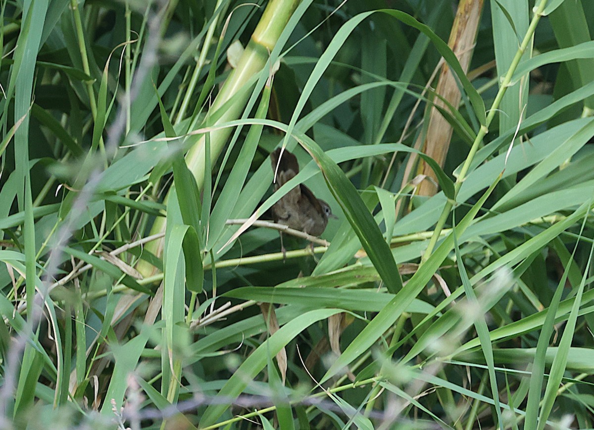 Cetti's Warbler - ML642767834