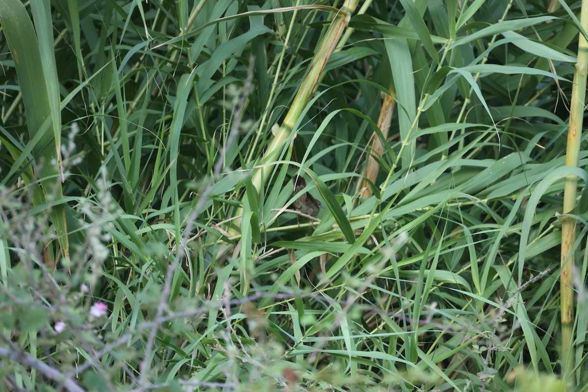 Cetti's Warbler - ML642767836