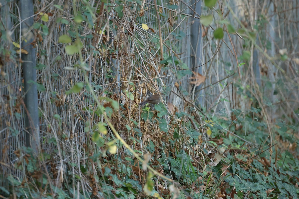 Cetti's Warbler - ML642767837