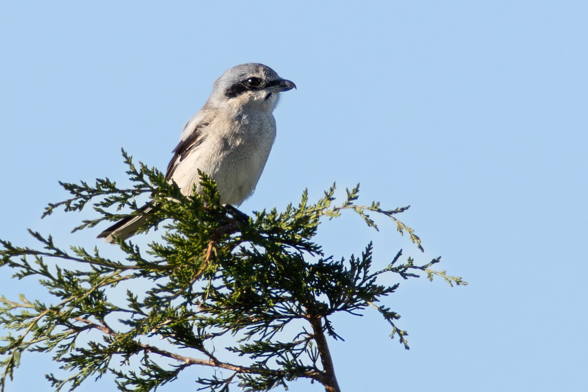 Northern Shrike - ML642767847