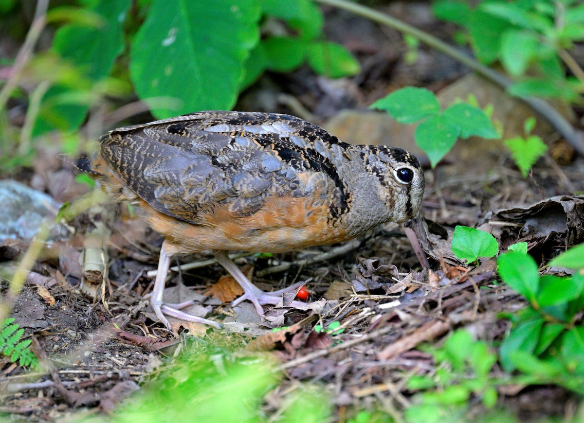 American Woodcock - ML642767853