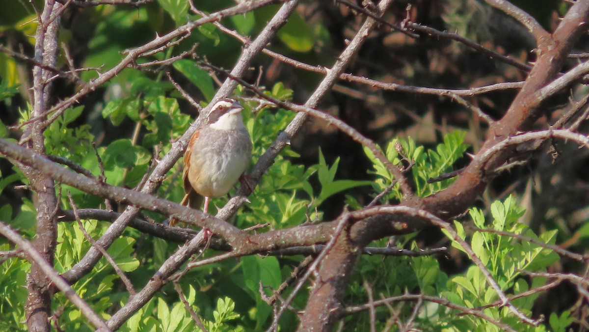 Stripe-headed Sparrow - ML642767857