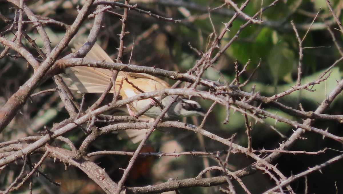 Stripe-headed Sparrow - ML642767858