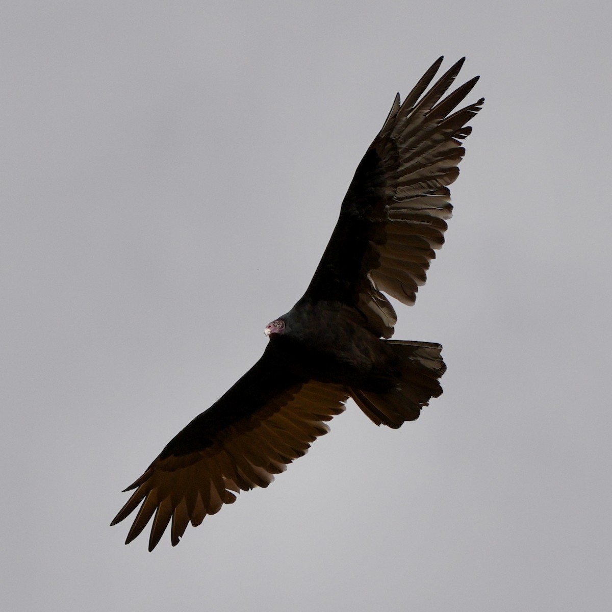 Turkey Vulture - ML642767859