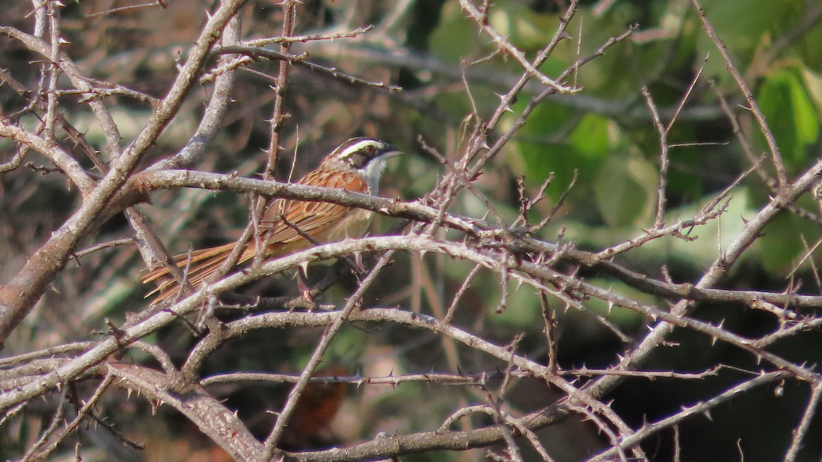 Stripe-headed Sparrow - ML642767860