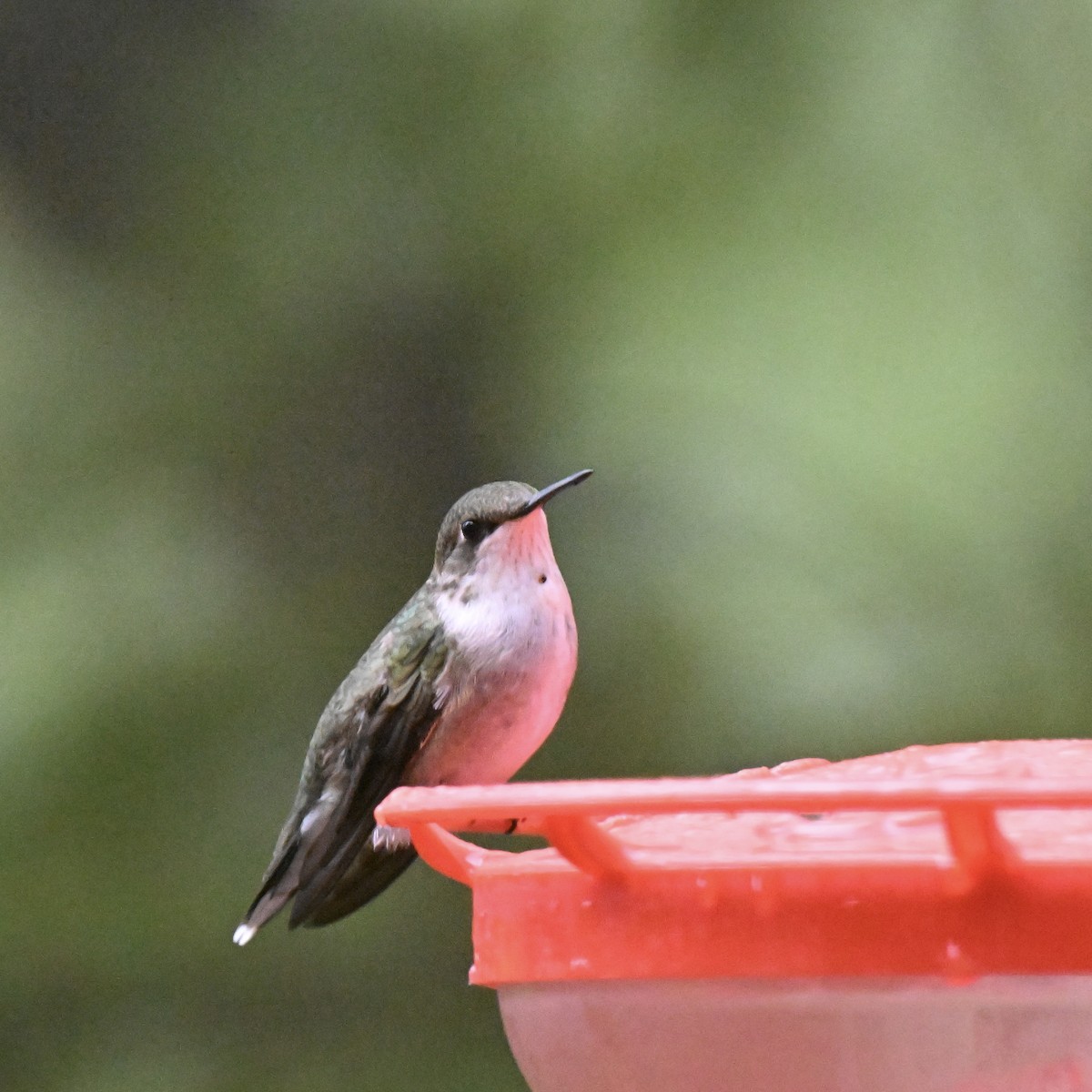 Ruby-throated Hummingbird - ML642767864