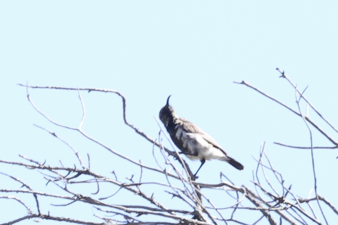 Dusky Sunbird - ML642767865