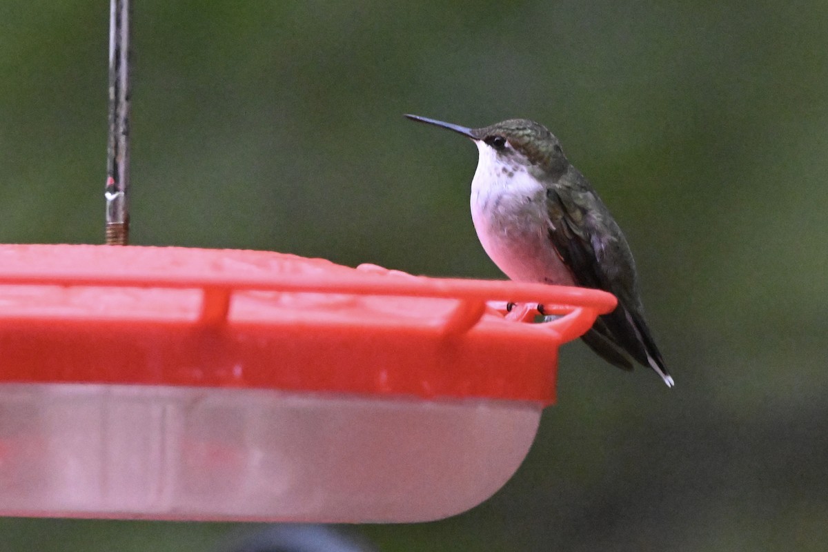Ruby-throated Hummingbird - ML642767885