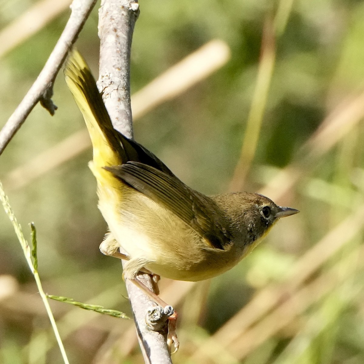 Common Yellowthroat - ML642767888